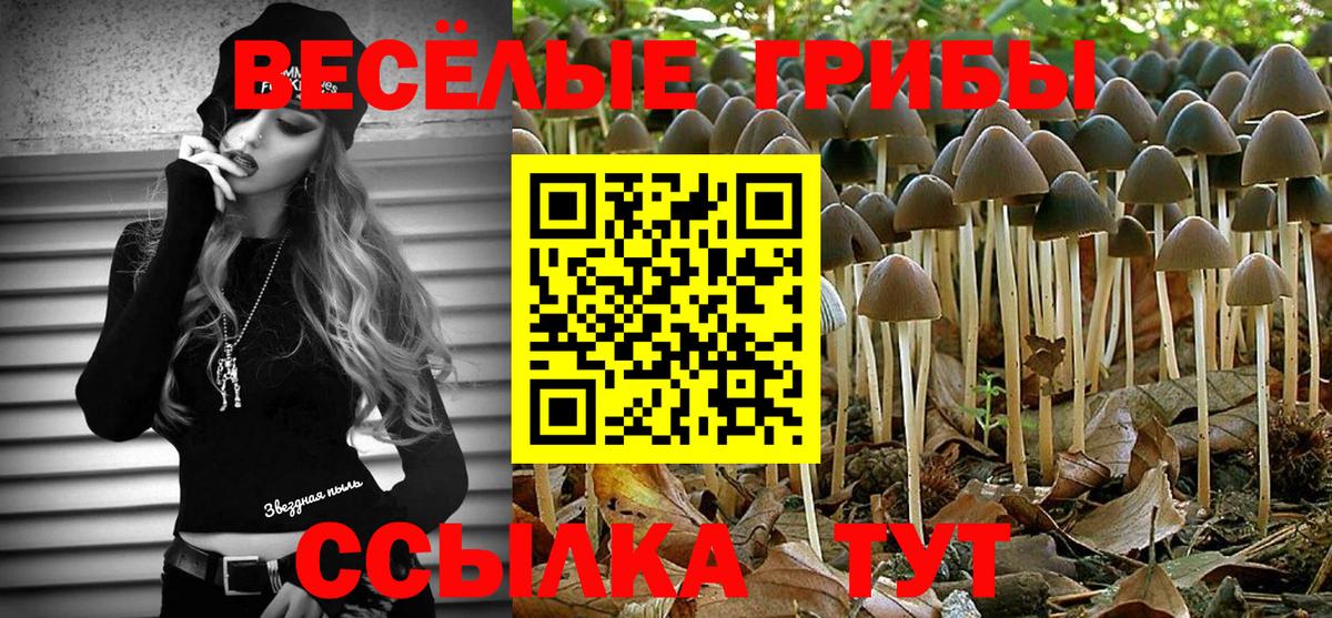 Галлюциногенные грибы Psilocybe Будённовск